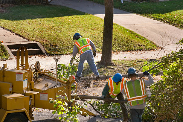 Best Lawn Disease Treatment  in Bertsch Oceanview, CA